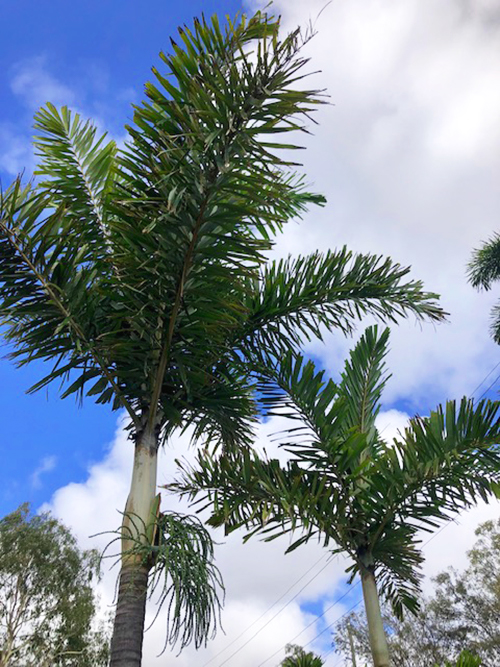Black palm - TropiScapes Brisbane
